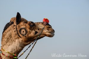 Pushkar India Camel Fair