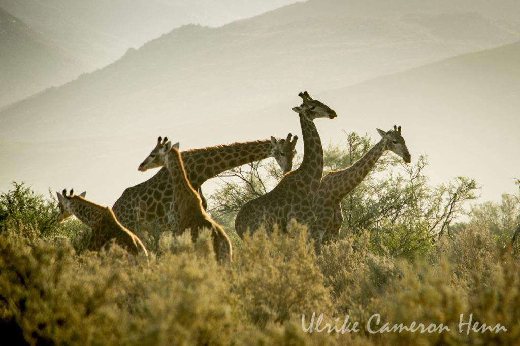 south africa