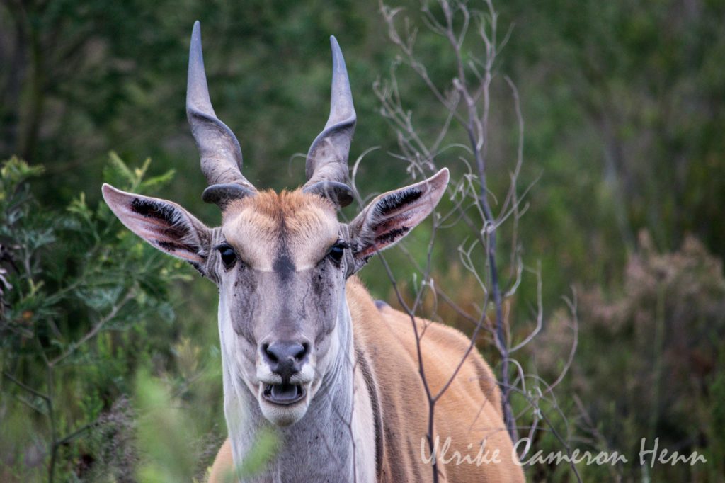 south africa