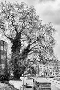 bold heroes kühne helden tree baum Hamburg