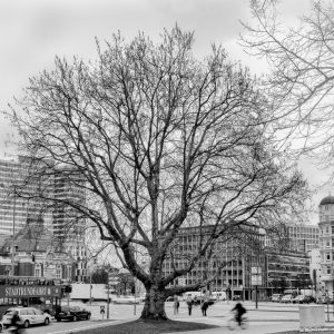 kühne helden bold heroes Hamburg tree baum bäume