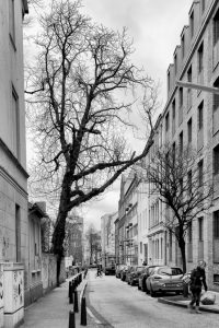 kühne helden bold heroes Hamburg tree baum bäume
