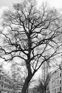 kühne helden bold heroes Hamburg tree baum bäume