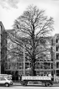 kühne helden bold heroes Hamburg tree baum bäume