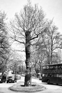 kühne helden bold heroes Hamburg tree baum bäume
