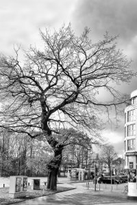 kühne helden bold heroes Hamburg tree baum bäume