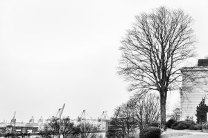 kühne helden bold heroes Hamburg tree baum bäume