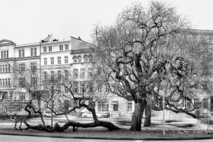 bold heroes kühne helden Hamburg tree baum