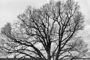 kühne helden bold heroes Hamburg tree baum bäume