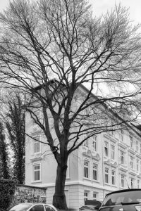 kühne helden bold heroes Hamburg tree baum bäume