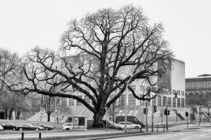 kühne helden bold heroes Hamburg tree baum bäume