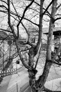 kühne helden bold heroes Hamburg tree baum bäume