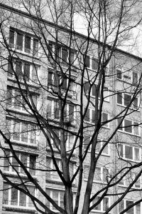 kühne helden bold heroes Hamburg tree baum bäume