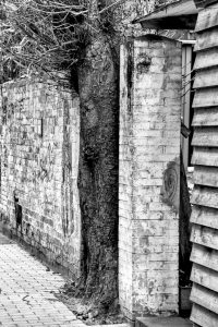 kühne helden bold heroes Hamburg tree baum bäume