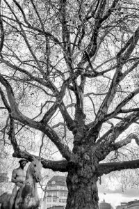 kühne helden bold heroes Hamburg tree baum bäume