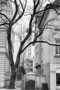 bold heroes kühne helden Hamburg tree baum