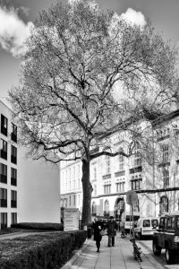 bold heroes kühne helden Hamburg tree baum