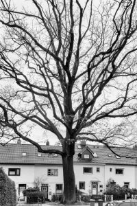 kühne helden bold heroes Hamburg tree baum