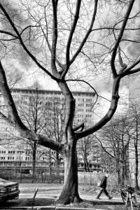 kühne helden bold heroes Hamburg tree baum bäume