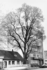 kühne helden bold heroes Hamburg tree baum bäume